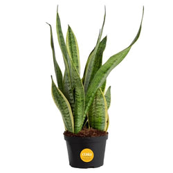 Costa Farms Sansevieria Grower's Choice Snake Live Indoor Plant, 12-Inches Tall, Grower Pot - 💙 Blu Rose's Garden LLC 💙