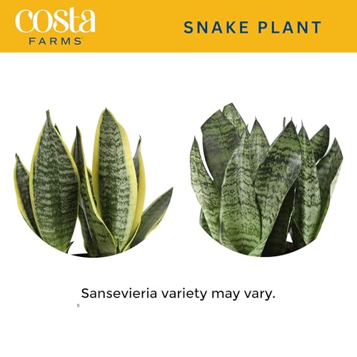 Costa Farms Sansevieria Grower's Choice Snake Live Indoor Plant, 12-Inches Tall, Grower Pot - 💙 Blu Rose's Garden LLC 💙