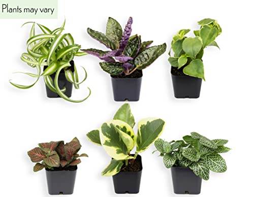 Easy to Grow Houseplants (Pack of 6), Live House Plants in Containers, Growers Choice Plant Set in Planters with Potting Soil Mix, Home Décor Planting Kit or Outdoor Garden Gifts by Plants for Pets - 💙 Blu Rose's Garden LLC 💙