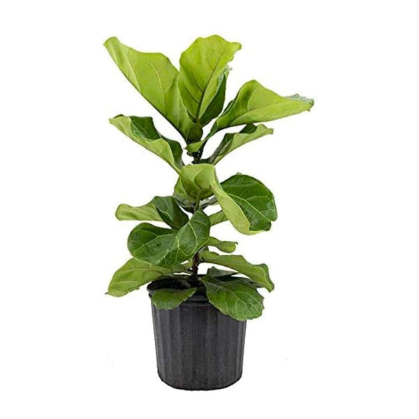 American Plant Exchange Live Fiddle Leaf Fig Plant, Plant Pot for Home and Garden Décor, 10" Pot - 💙 Blu Rose's Garden LLC 💙