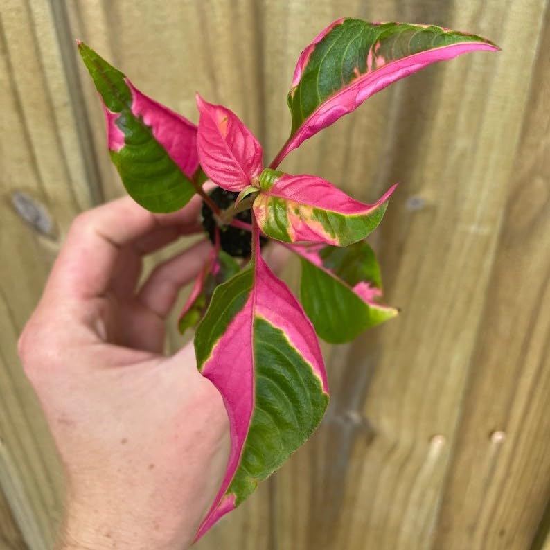 Alternanthera Party Time Starter Plant - 💙 Blu Rose's Garden LLC 💙