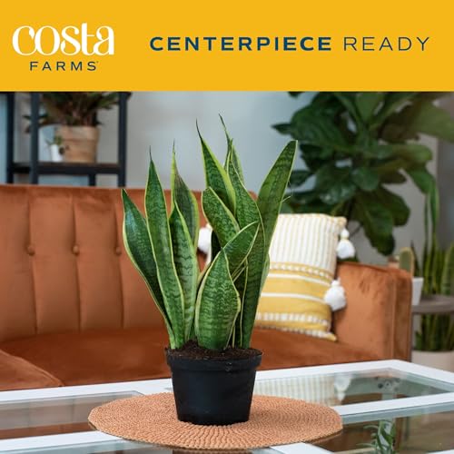 Costa Farms Sansevieria Grower's Choice Snake Live Indoor Plant, 12-Inches Tall, Grower Pot - 💙 Blu Rose's Garden LLC 💙