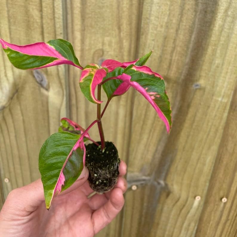 Alternanthera Party Time Starter Plant - 💙 Blu Rose's Garden LLC 💙