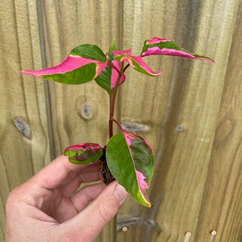 Alternanthera Party Time Starter Plant - 💙 Blu Rose's Garden LLC 💙