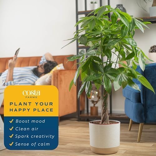 Costa Farms Money Tree, Large, Live Indoor Plant, Easy to Grow Pachira House Plant Gift, Home Décor, 3-4 Feet Tall in Nursery Pot - 💙 Blu Rose's Garden LLC 💙