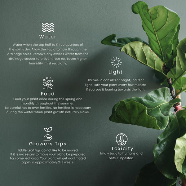 American Plant Exchange Live Fiddle Leaf Fig Plant, Plant Pot for Home and Garden Décor, 10" Pot - 💙 Blu Rose's Garden LLC 💙