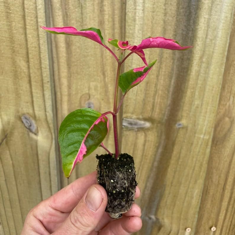 Alternanthera Party Time Starter Plant Generic