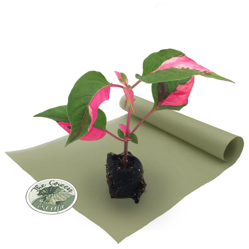 Alternanthera Party Time Starter Plant Generic