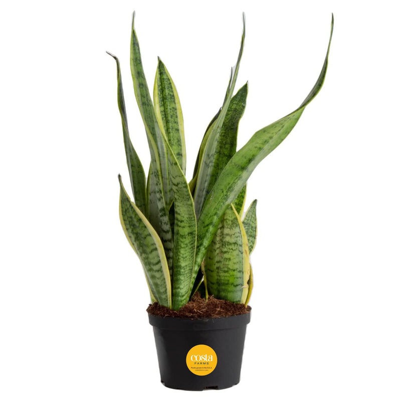 Costa Farms Sansevieria Grower's Choice Snake Live Indoor Plant, 12-Inches Tall, Grower Pot Costa Farms