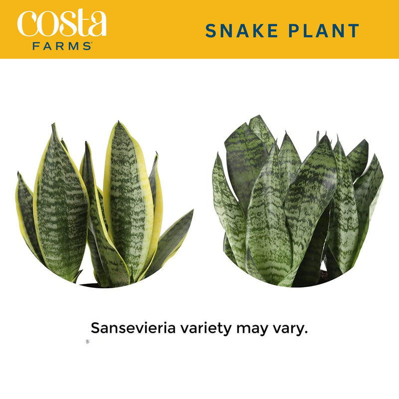 Costa Farms Sansevieria Grower's Choice Snake Live Indoor Plant, 12-Inches Tall, Grower Pot Costa Farms