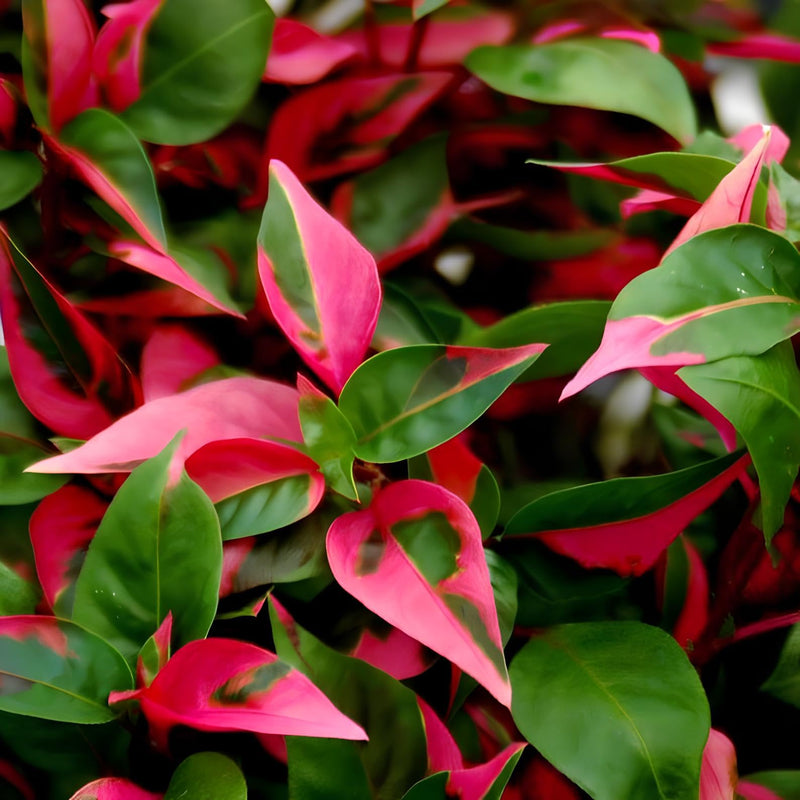 Alternanthera Party Time Starter Plant - 💙 Blu Rose's Garden LLC 💙