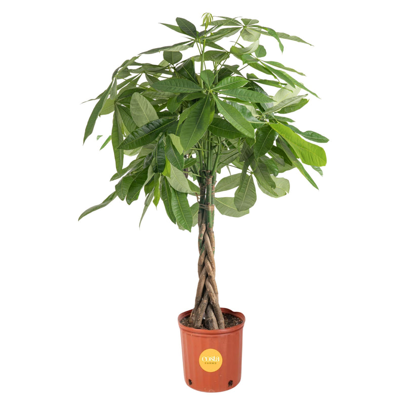 Costa Farms Money Tree, Large, Live Indoor Plant, Easy to Grow Pachira House Plant Gift, Home Décor, 3-4 Feet Tall in Nursery Pot Costa Farms