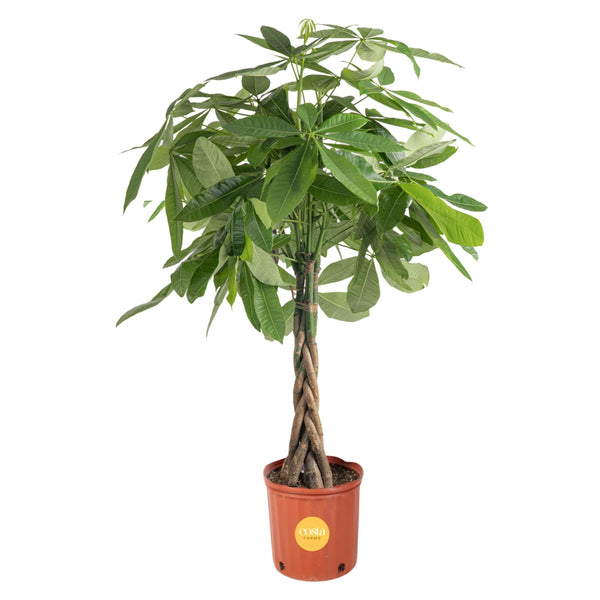 Costa Farms Money Tree, Large, Live Indoor Plant, Easy to Grow Pachira House Plant Gift, Home Décor, 3-4 Feet Tall in Nursery Pot - 💙 Blu Rose's Garden LLC 💙