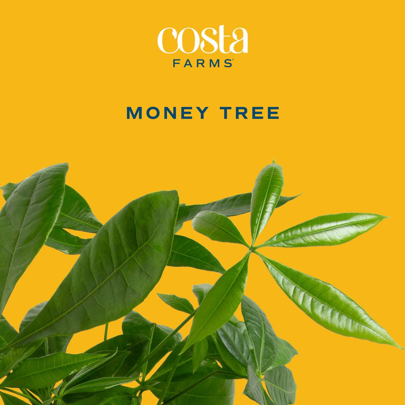 Costa Farms Money Tree, Large, Live Indoor Plant, Easy to Grow Pachira House Plant Gift, Home Décor, 3-4 Feet Tall in Nursery Pot Costa Farms