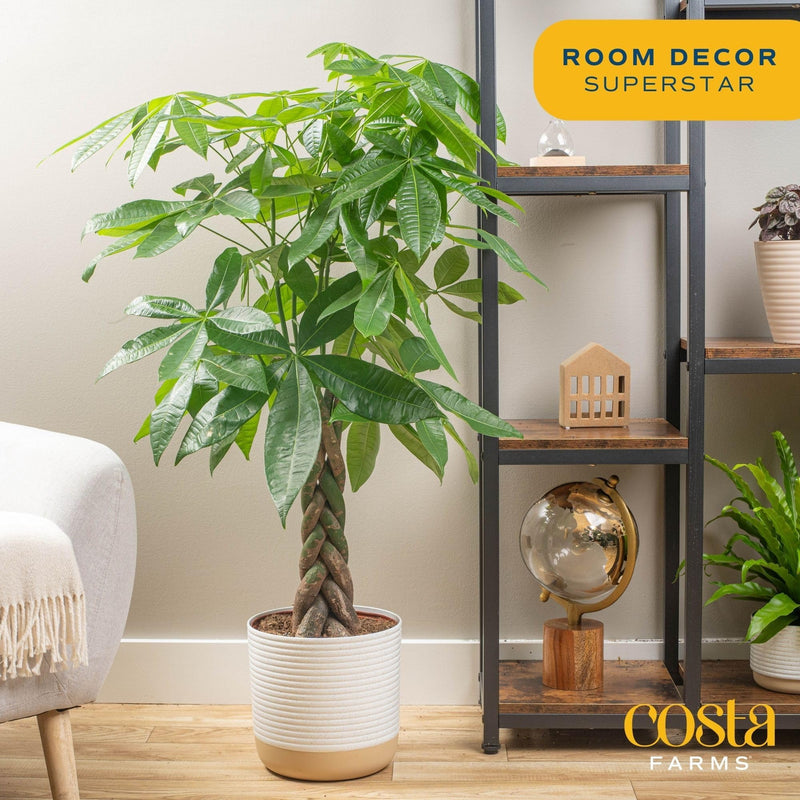 Costa Farms Money Tree, Large, Live Indoor Plant, Easy to Grow Pachira House Plant Gift, Home Décor, 3-4 Feet Tall in Nursery Pot Costa Farms