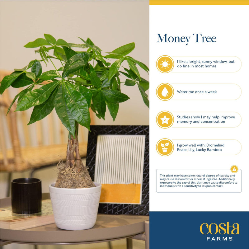 Costa Farms Money Tree, Large, Live Indoor Plant, Easy to Grow Pachira House Plant Gift, Home Décor, 3-4 Feet Tall in Nursery Pot Costa Farms