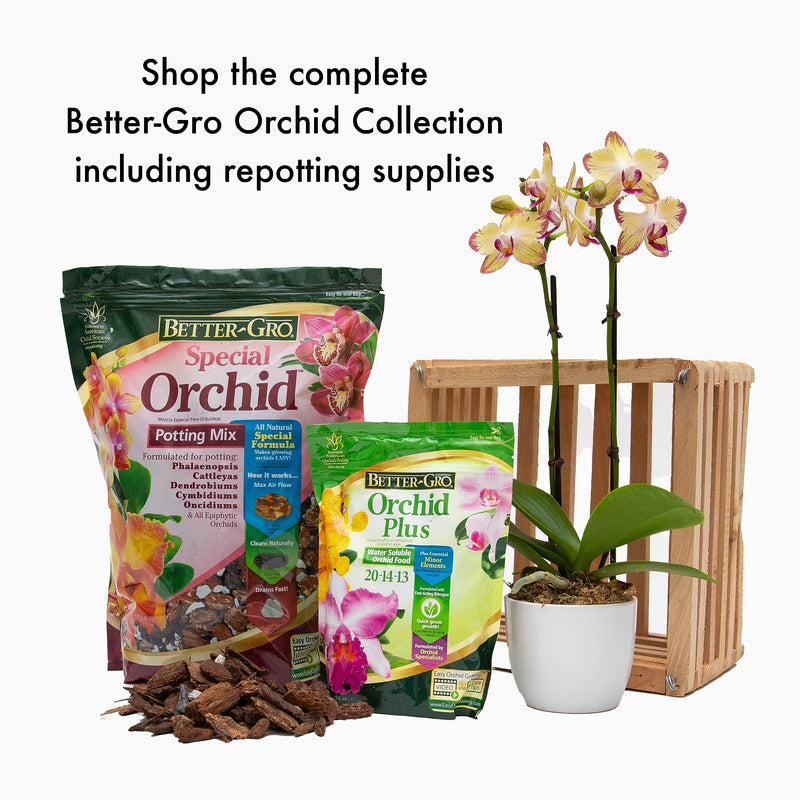 Sun Bulb Company 5002 PKG 8 Dry QT. SP Orchid Mix, 1-pack, Fucsia - 💙 Blu Rose's Garden LLC 💙