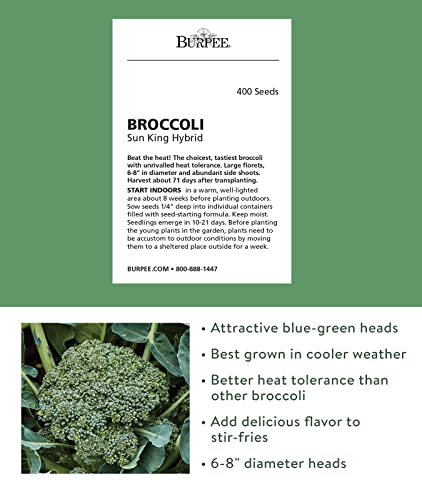 Burpee Sun King Broccoli Seeds 400 seeds - 💙 Blu Rose's Garden LLC 💙