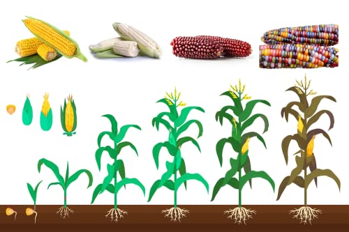 200+ Corn Seeds for Planting Popcorn Delicious Glass Gem Corn, Cream Sweet Corn, Silver White Queen Corn, red Corn Non-GMO Heirloom, 90% Germination Rates Open Pollinated