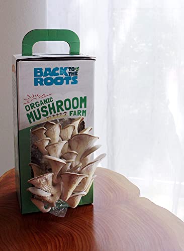 Back to the Roots Organic Oyster Mushroom Grow Kit, Harvest Gourmet Mushrooms In 10 Days