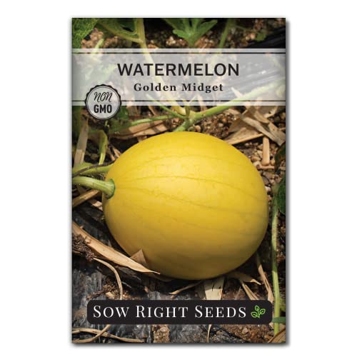 Sow Right Seeds - Golden Midget Watermelon Seed for Planting - Non-GMO Heirloom Packet with Instructions to Grow an Outdoor Home Vegetable Garden - Yellow Skin and Crimson Flesh - Great Gift