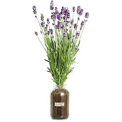 Back to the Roots Lavender Organic Windowsill Planter Kit - Grows Year Round, Includes Everything Needed for Planting