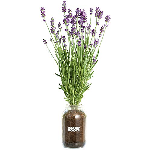 Back to the Roots Lavender Organic Windowsill Planter Kit - Grows Year Round, Includes Everything Needed for Planting