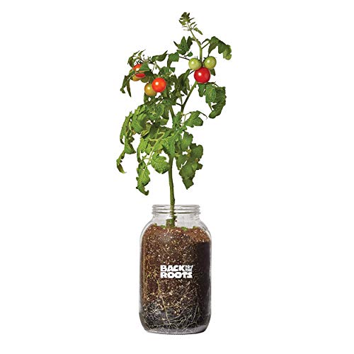 Back to the Roots Cherry Tomato Organic Windowsill Planter Kit - Grows Year Round, Includes Everything Needed For Planting