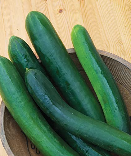 Burpee Sweet Success Slicing Cucumber Seeds 20 seeds