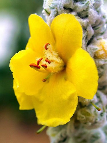 Bulk 100 Seeds Mullein Seed Ornamental Plant Flowering Medicinal