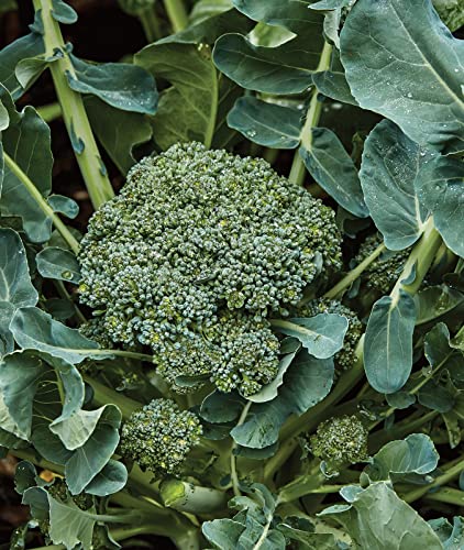 Burpee Sun King Broccoli Seeds 400 seeds - 💙 Blu Rose's Garden LLC 💙