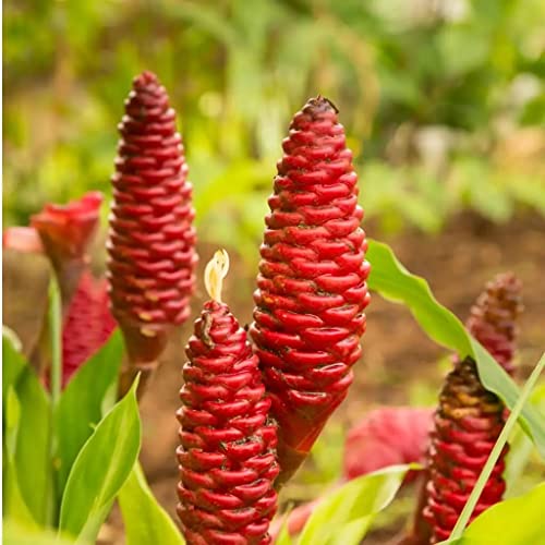 5 Zingiber Zerumbet Shampoo Ginger Lily Plant Rhizomes for Planting, Red Pinecone Ginger Roots