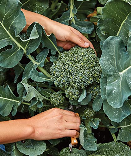 Burpee Sun King Broccoli Seeds 400 seeds - 💙 Blu Rose's Garden LLC 💙