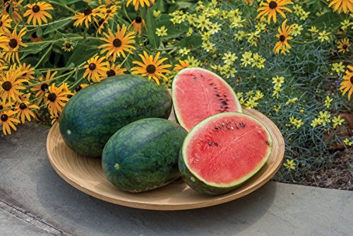 Burpee Mama's Girl Watermelon Seeds 25 seeds