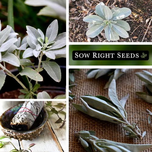 Sow Right Seeds - White Sage Seed to Plant - Non-GMO Heirloom Seeds - Full Instructions for Planting and Growing, Indoors or Outdoor; Great Gardening Gift (1)