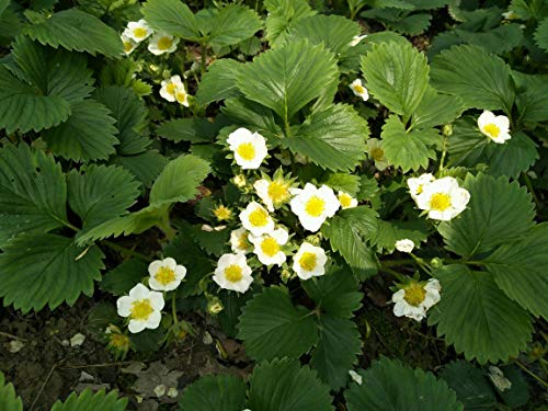 Sweet Red Strawberry Seeds 300pcs for Home Garden Planting