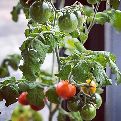 Back to the Roots Cherry Tomato Organic Windowsill Planter Kit - Grows Year Round, Includes Everything Needed For Planting