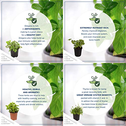 Live Aromatic and Edible Herbs - Assorted Varieties - 6 Plants Per Pack (Lemon Balm, Lavender, Lemon Verbena, Sage, Other Assorted Herbs), 6 Plants Per Pack