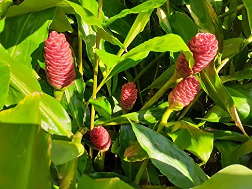 5 Zingiber Zerumbet Shampoo Ginger Lily Plant Rhizomes for Planting, Red Pinecone Ginger Roots