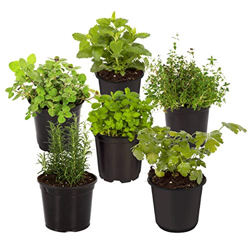 Live Aromatic and Edible Herbs - Assorted Varieties - 6 Plants Per Pack (Lemon Balm, Lavender, Lemon Verbena, Sage, Other Assorted Herbs), 6 Plants Per Pack