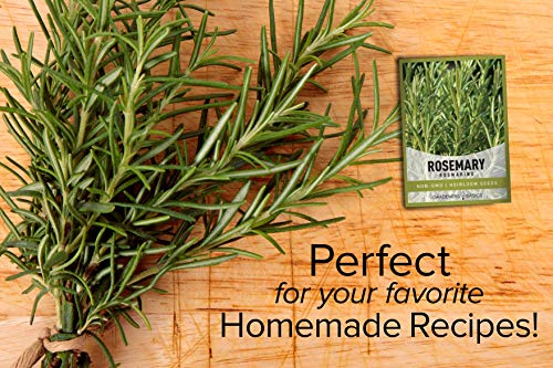 Rosemary Seeds for Planting - It is A Great Heirloom, Non-GMO Herb Variety- Great for Indoor and Outdoor Gardening by Gardeners Basics