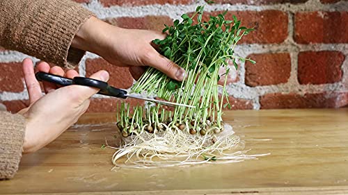 Back to the Roots 810667030377 Microgreen Bundle Sunflower & Organic Pea Shoot Seeds, Certified Organic, 0.56 Ounce (Pack of 6)