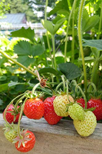 Sweet Red Strawberry Seeds 300pcs for Home Garden Planting