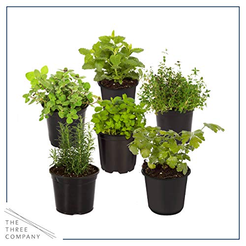 Live Aromatic and Edible Herbs - Assorted Varieties - 6 Plants Per Pack (Lemon Balm, Lavender, Lemon Verbena, Sage, Other Assorted Herbs), 6 Plants Per Pack