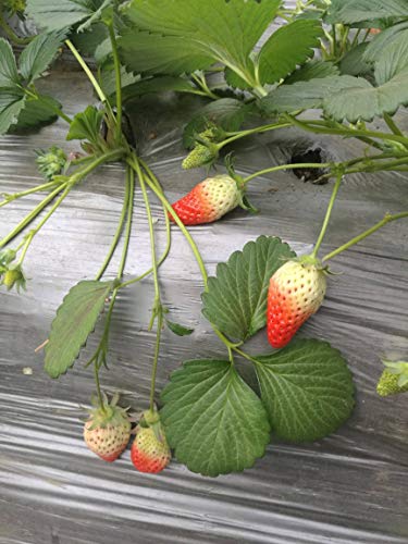 Sweet Red Strawberry Seeds 300pcs for Home Garden Planting - 💙 Blu Rose's Garden LLC 💙