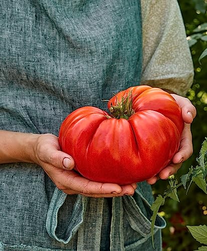 Burpee SteakHouse Hybrid Non-GMO Large Beefsteak Garden Produces Giant 3 LB Fresh Tomatoes | Vegetable Planting, 25 Seeds