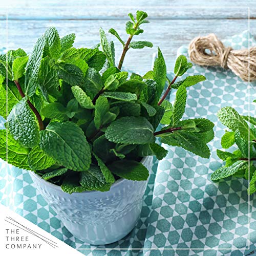 Live Aromatic and Edible Herbs - Assorted Varieties - 6 Plants Per Pack (Lemon Balm, Lavender, Lemon Verbena, Sage, Other Assorted Herbs), 6 Plants Per Pack