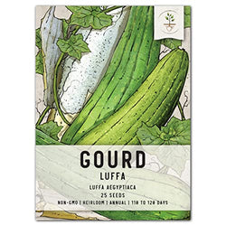 Seed Needs, Loofah/Luffa Gourd Seeds for Planting (Luffa aegyptiaca) Heirloom, Non-GMO & Untreated - Grow Your Own Sponges (1 Pack)