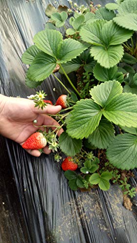 Sweet Red Strawberry Seeds 300pcs for Home Garden Planting - 💙 Blu Rose's Garden LLC 💙