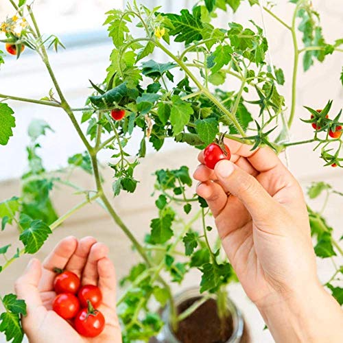 Back to the Roots Cherry Tomato Organic Windowsill Planter Kit - Grows Year Round, Includes Everything Needed For Planting